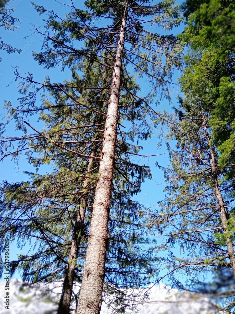 Fototapeta premium tree in the forest
