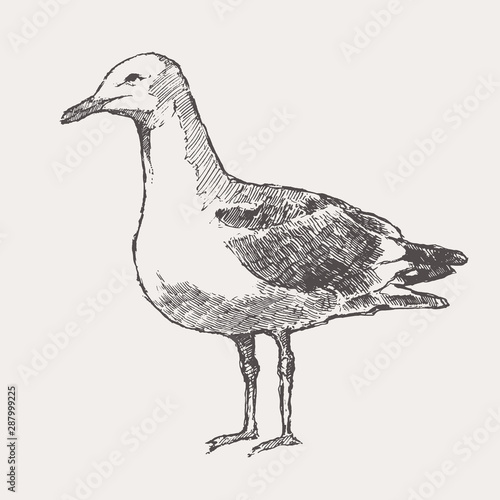 Seagull hand drawn vector illustration sketch city