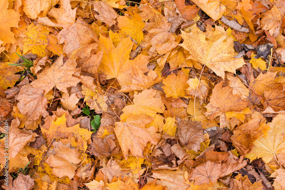 Orange autumn leaves background. Colorful backround of fallen autumn leaves for seasonal use. Dry maple leaves lie on the ground. Space for text.