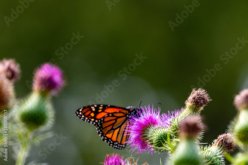 Monarch on Thistle. A large monarch butterfly on purple thistle. Monarch butterflies are endangered species.