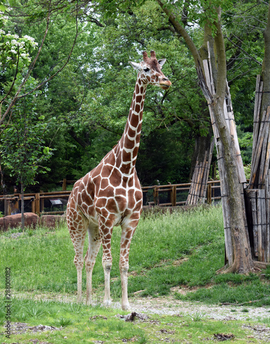 Photography giraffe in zoo