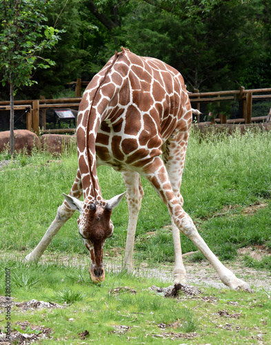 Photography giraffe in the zoo
