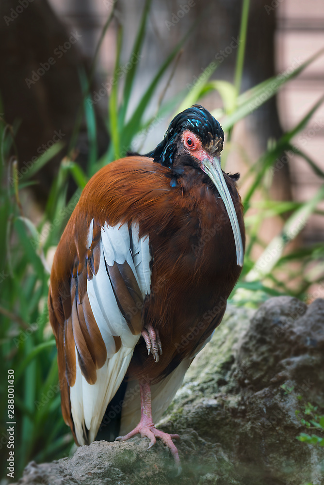 Fototapeta premium duck in zoo