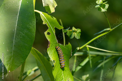 Monarch Catterpillar on a milkweed plant. The leafs have been eaten as the caterpillar prepares to transform