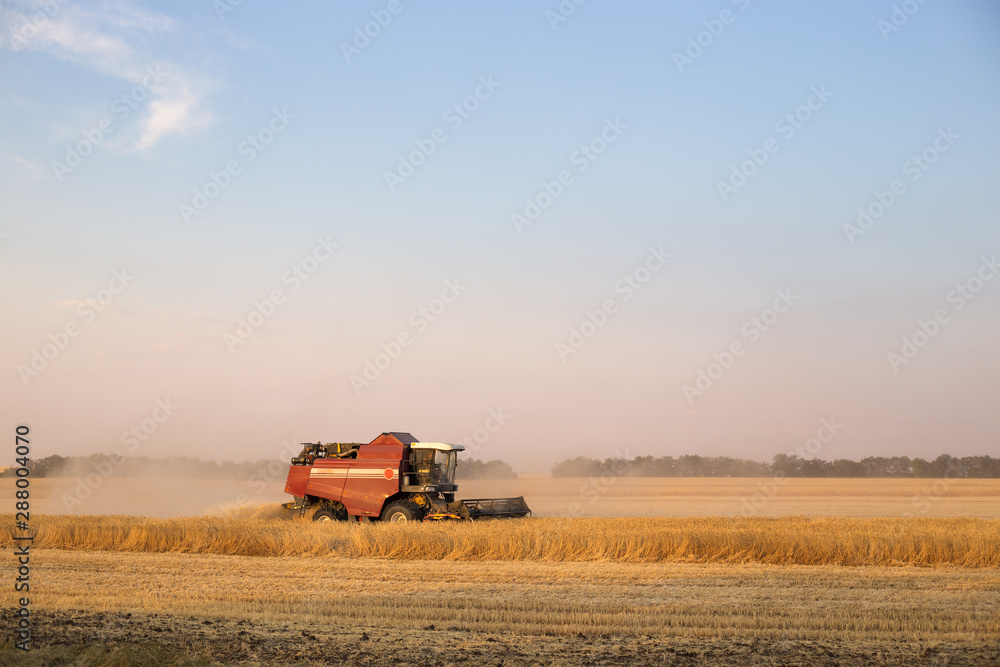 Naklejka premium a harvester on a yellow field with wheat collects a grain crop in an autumn day