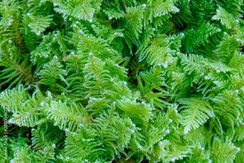 beautiful green moss close up