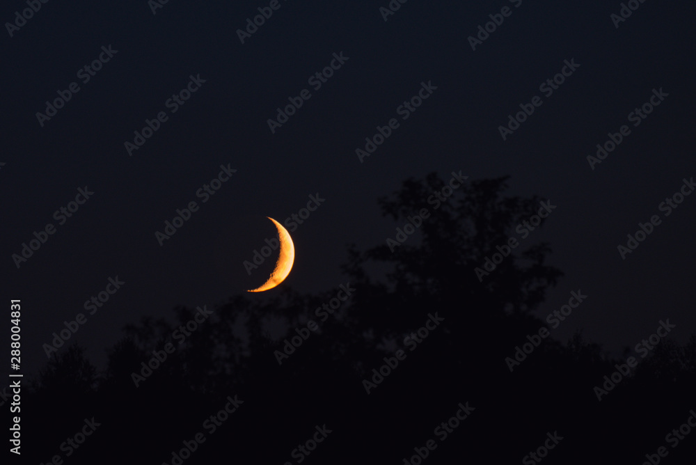 The new moon sets behind trees in the evening