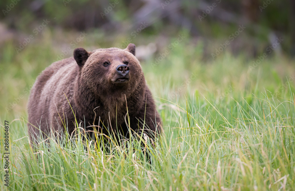 Fototapeta premium Grizzly bear in the wild