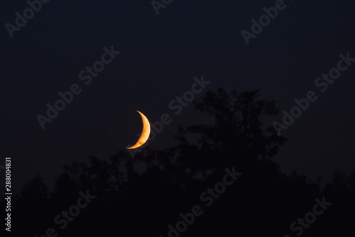 Obraz na płótnie The new moon sets behind trees in the evening w salonie
