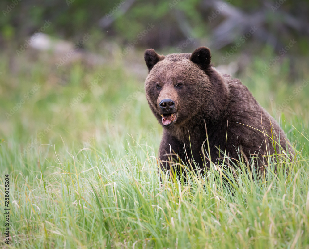 Grizzly bear in the wild