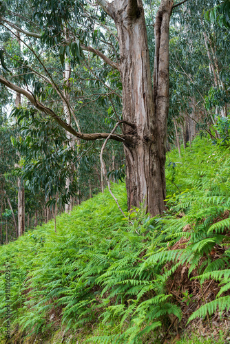 Eucalytus trees in the Pedregal region of Madeira