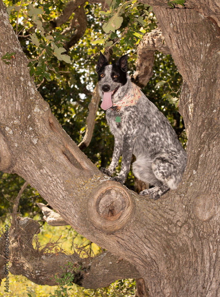 Texas Heeler sitting high up in a tree, an obedient dog having fun on a hot summer day Texas Heeler sitting high up in a tree, an obedient dog having fun on a hot summer day