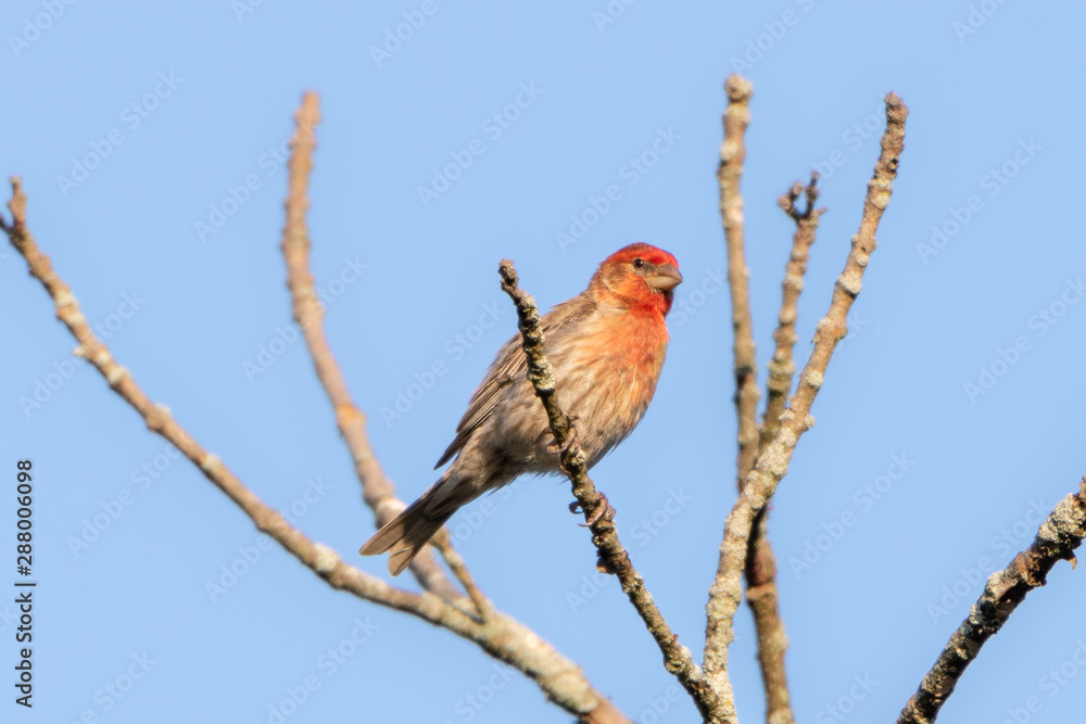 Beautiful red and brown bird sitting in tree Beautiful red and brown bird sitting in tree