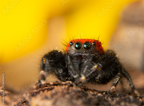 Closeup of a red and black Cardinal jumping spider in front of yellow Sunflower