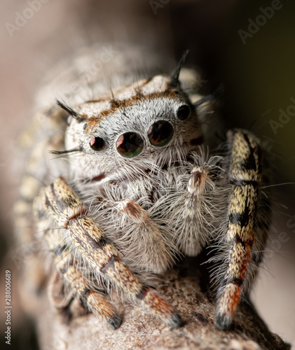 Closeup of a beautiful female Phidippus mystaceus jumping spider