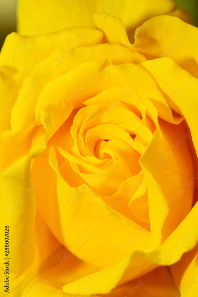Closeup of a deep yellow rose Closeup of a deep yellow rose