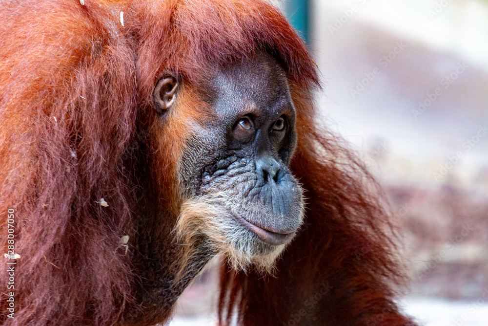 Obraz premium Orangutan. Close-up of female orangutan. Endangered due to habitat loss from Palm Oil plantations.