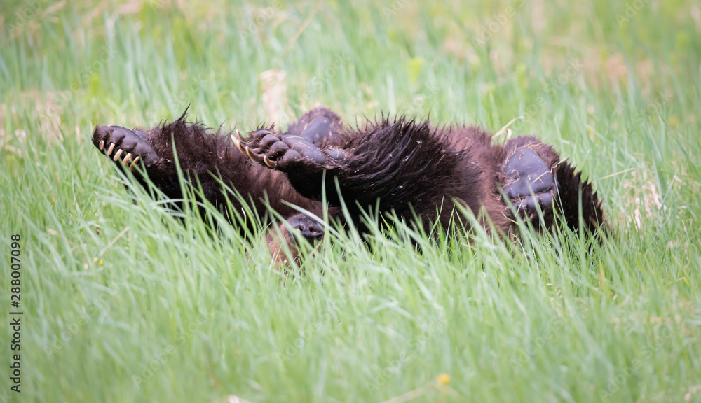 Grizzly bear in the wild Grizzly bear in the wild