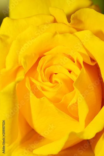Closeup of a deep yellow rose