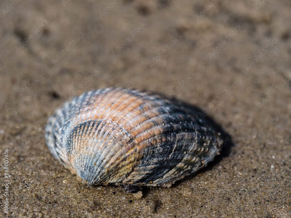 Nahaufnahme einer Herzmuschel am Nordseestrand Nahaufnahme einer Herzmuschel am Nordseestrand