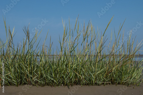 Fototapeta Naklejka Na Ścianę i Meble -  Salz-Schlickgras im Wattenmeer mit blauen Himmel im Hintergrund, 