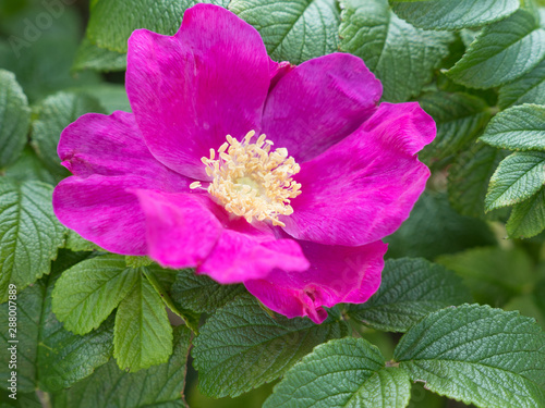 Blüte einer Hundsrose , Rosa canina