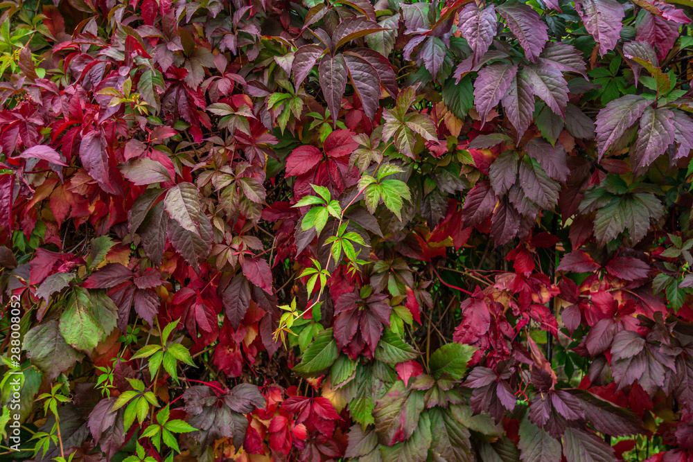 floral background of wild grapes hanging from a  wall close up, vivid autumn colors