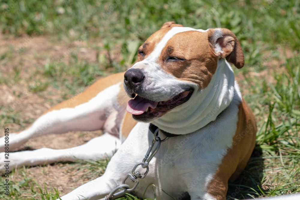 Pitbul x Boxer Mixed Puppy sunbathing