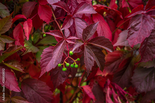 floral background of wild grapes hanging from a wall close up, vivid autumn colors