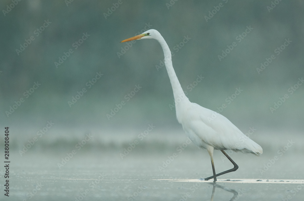 Great white egret (Egretta alba) Great white egret (Egretta alba)