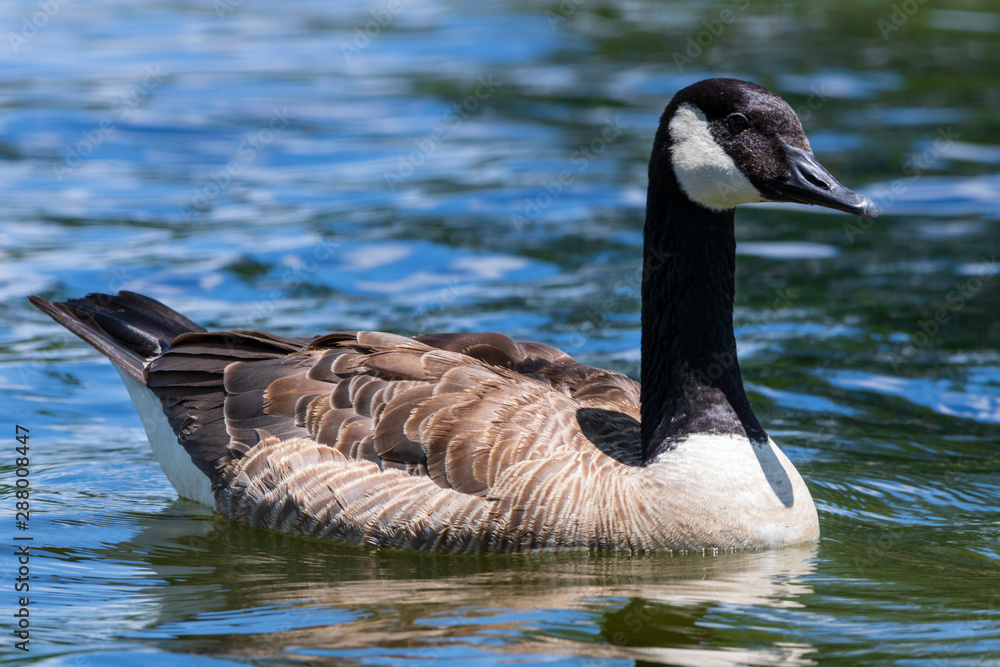 Fototapeta premium Canada goose with blue water