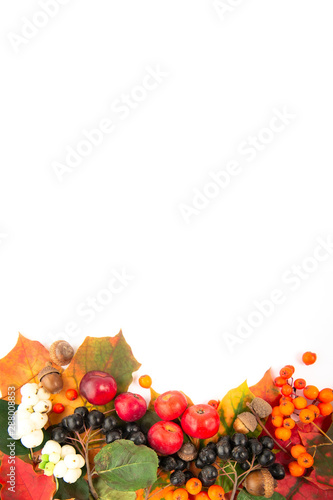 Autumn composition with  acorns  dried leaves wild apples    Rowan berries  black chokeberrys and common snowberry on white background.