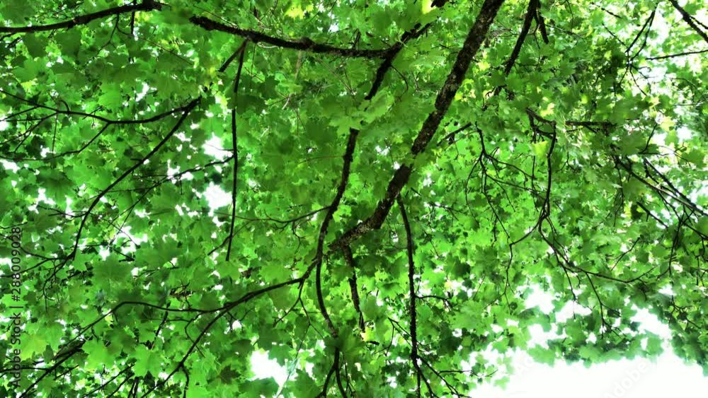 Under the old maple tree at sunny summer day. 4K. Slow motion Under the old maple tree at sunny summer day. 4K. Slow motion