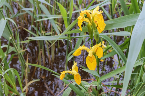 Yellow Iris on the pond. Yellow Iris flowers.