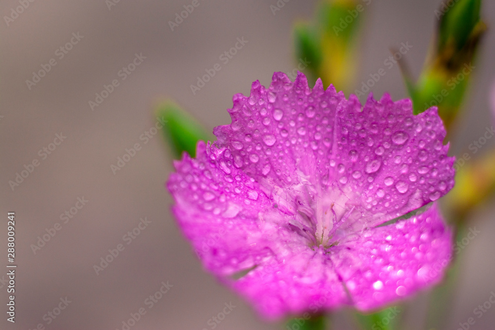 Close-up blooming carnation - pink flower with a drops of water