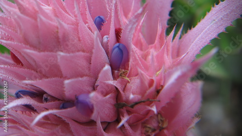 Aechmea