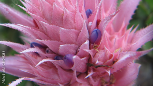 Aechmea