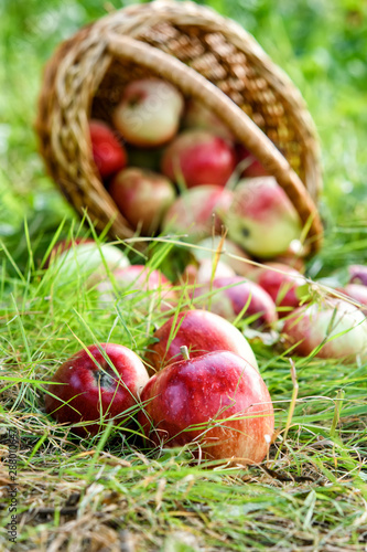 Freshly picked healthy organic apples on the grass. red apples spilled out onto the green grass from the basket.