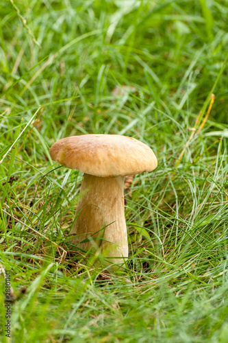 White Boletus mushrooms in forest.