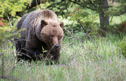 Grizzly bear in the wild