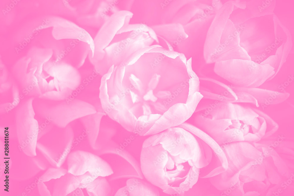Obraz premium Floral pink background. Soft focus, pink tulips.