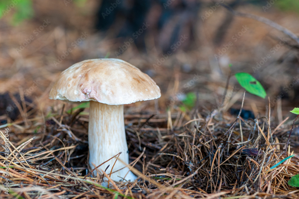 White Boletus mushrooms in forest. White Boletus mushrooms in forest.