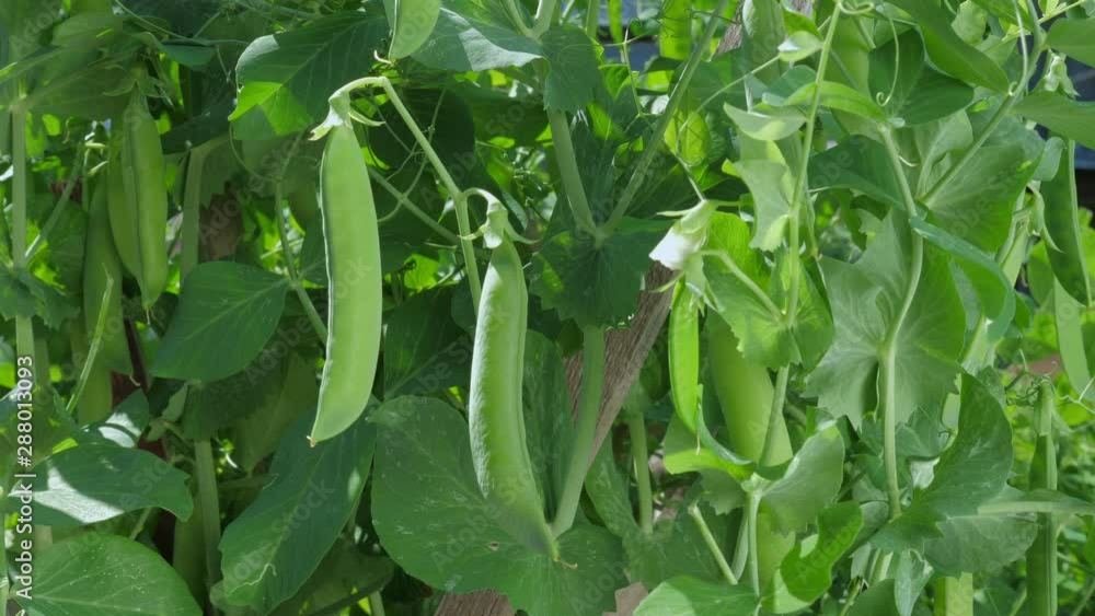 Young organic green pea pods in a garden, farm or backyard. Time lapse. Young organic green pea pods in a garden, farm or backyard. Time lapse.
