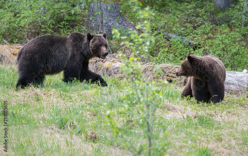 Grizzly bear in the wild