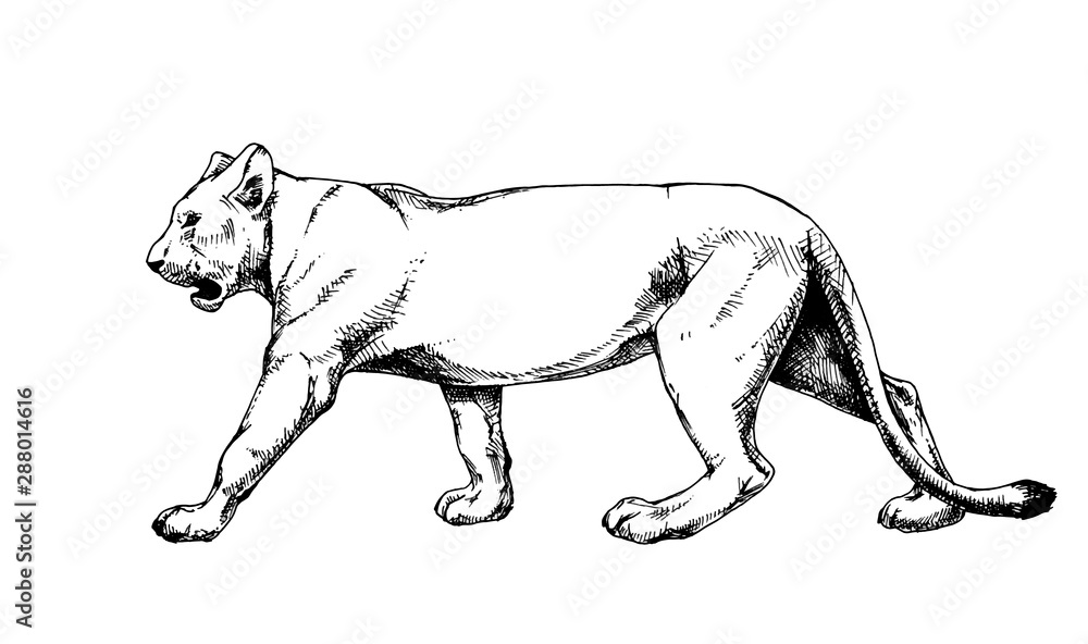 Lioness vector isolated hatch drawing sketch hatching Lioness vector isolated hatch drawing sketch hatching