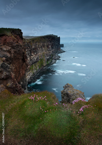 Obraz na płótnie Beautiful pink flowers on the slopes of the cliffs Latiabiarg. West Iceland w salonie