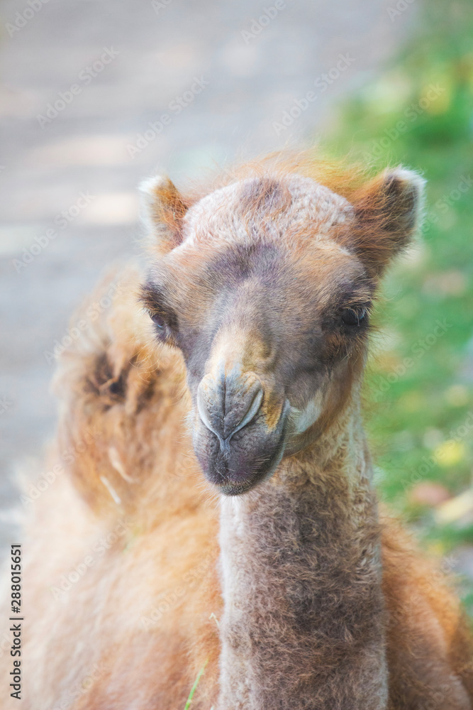Portrait of young camel on blurred background_