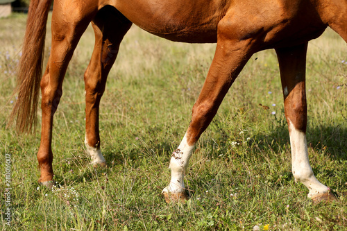 Chesnut stallion graze on the green field summertime
