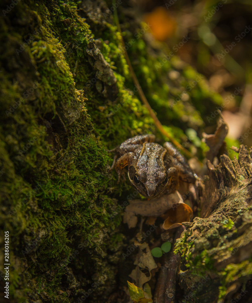 Frog on a moss covered old stump i Frog on a moss covered old stump i