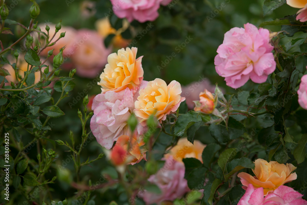 Yellow and pink roses in the garden. Yellow and pink roses in the garden.